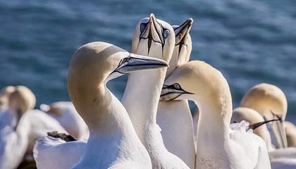 太阳师徒团聚并非要改造篮网，防守或成纳什新利器