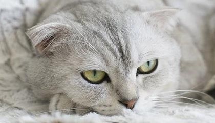 皇冠体育官方网站-除了本赛季，德甲史上还有多少次半程冠军“迟到”？