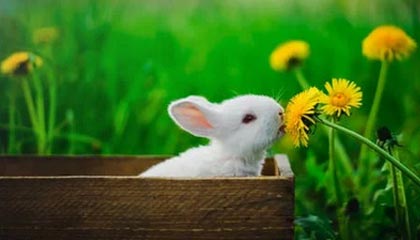 皇冠体育官方网站-除了本赛季，德甲史上还有多少次半程冠军“迟到”？